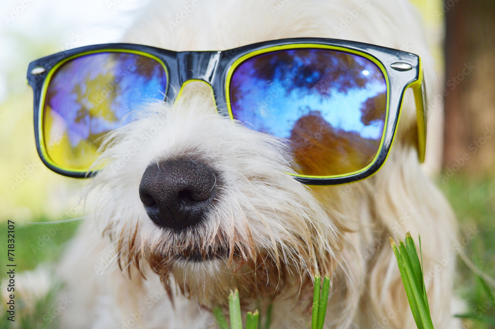 Hund mit brille Stock Photo | Adobe Stock