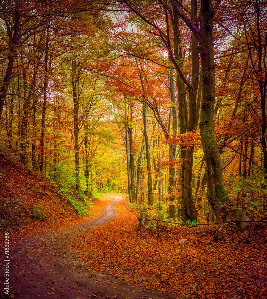 Dark forest road in the autumn forest.
