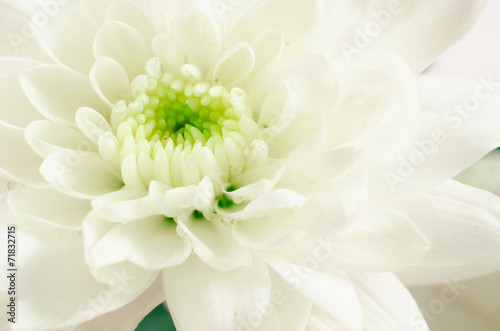 white chrysanthemum