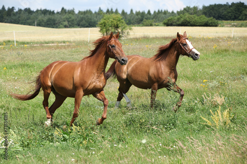 Two chestnut horses running together