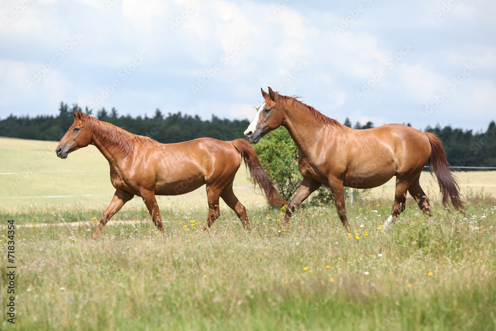 Fototapeta premium Two chestnut horses running together