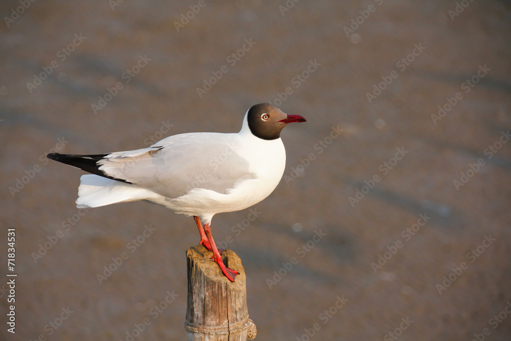 Fototapeta premium Seagull