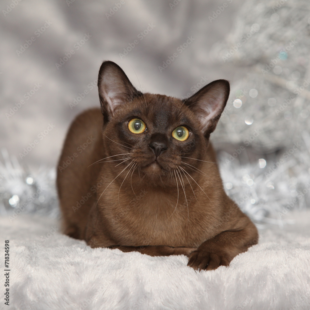 Amazing Burmese cat in front of Christmas decorations Amazing Burmese cat in front of Christmas decorations