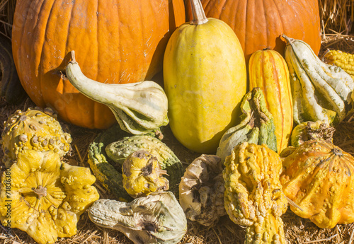 pumpkin and squash composition