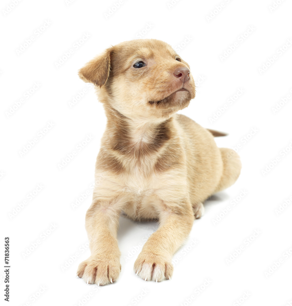 funny puppy lies on a white background