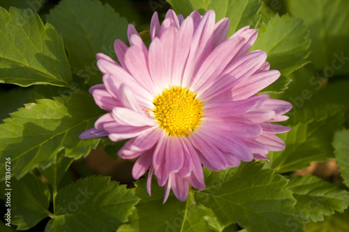 Image of beautiful purple daisy flower