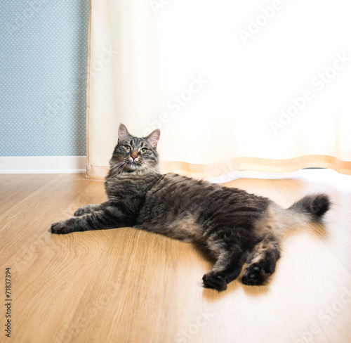 Cat relaxing on the floor