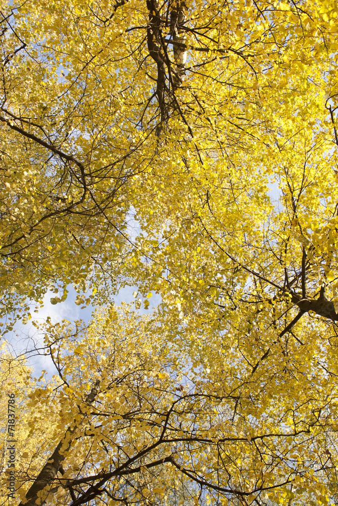 Image of golden leaves at autumn. Beautiful yellow branch Image of golden leaves at autumn. Beautiful yellow branch