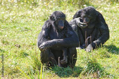 Bonobo mâle © JC DRAPIER