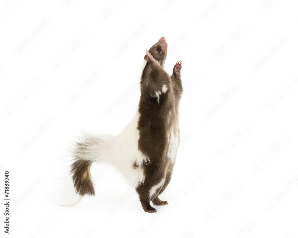 Fototapeta premium Picture of a Skunk Standing on its hind legs