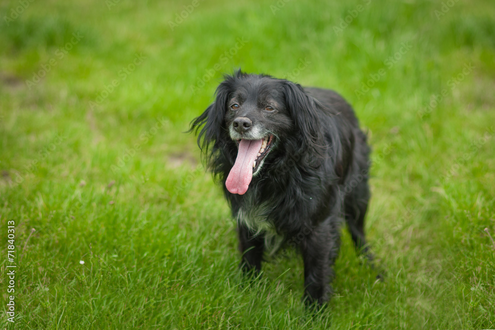black dog on the grass in park black dog on the grass in park