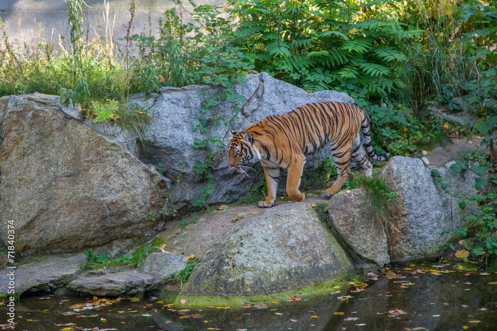 Naklejka premium Tiger