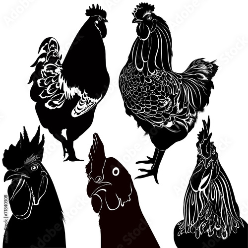 cock