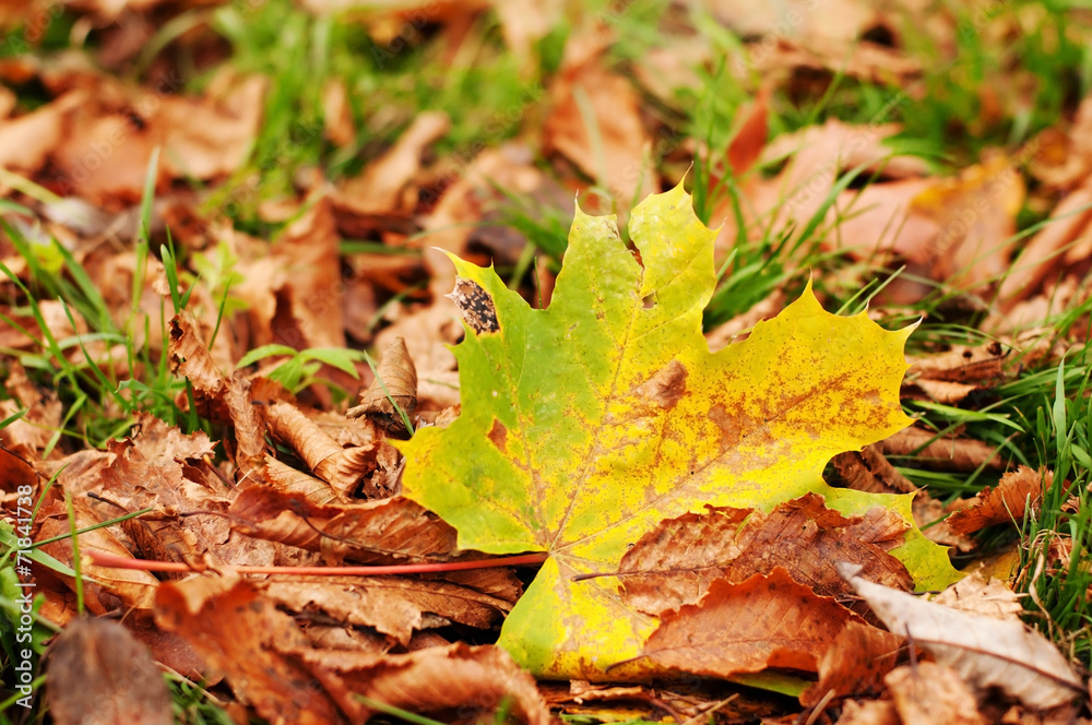 Dry leaves on green grass
