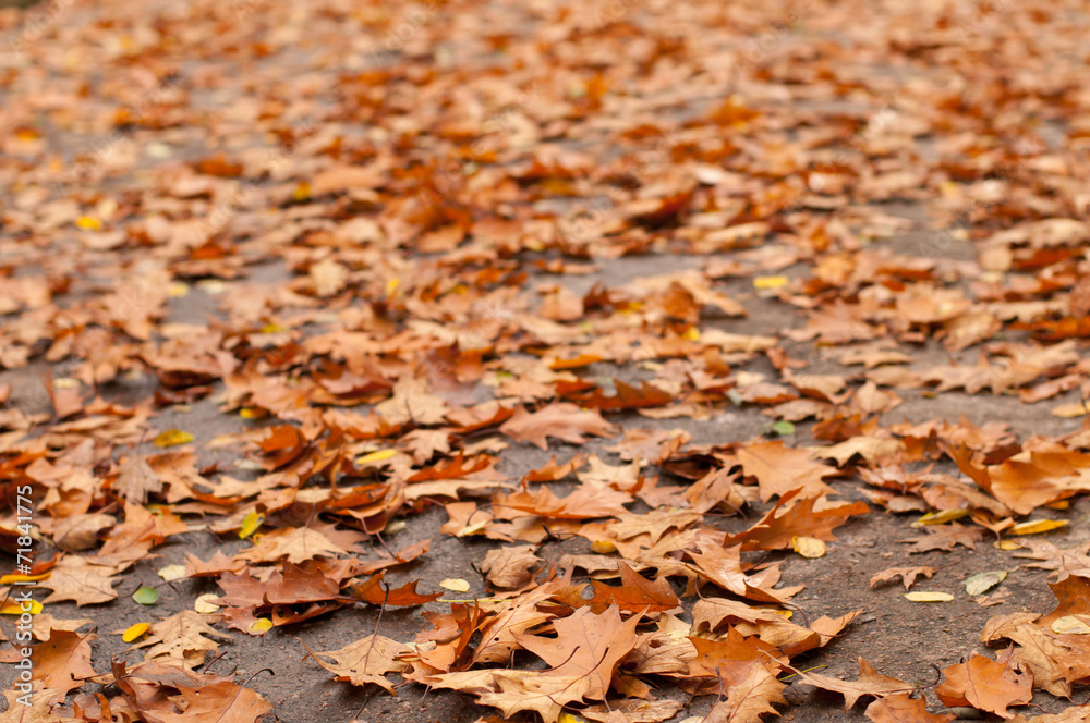 Dry leaves on grey road