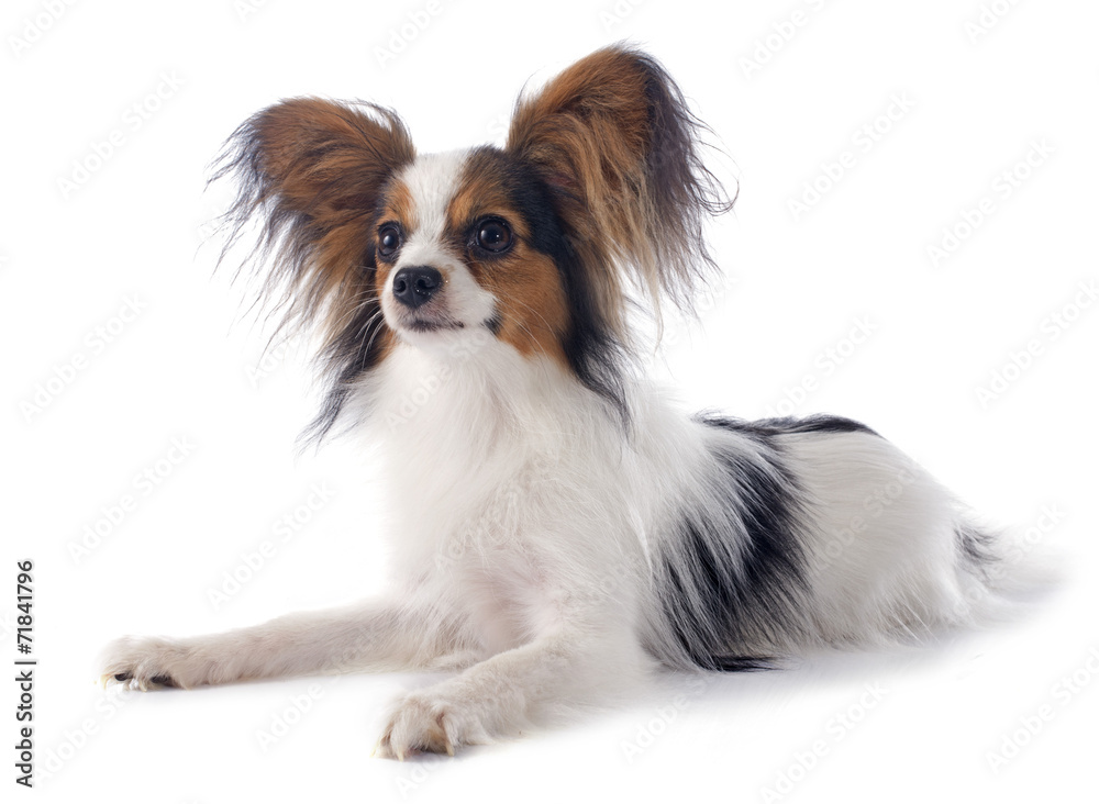 young papillon