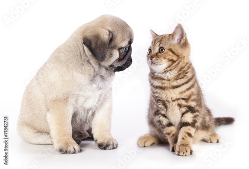 Fototapeta Naklejka Na Ścianę i Meble -  pug puppy and kitten