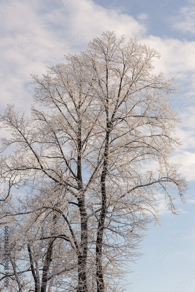 winter trees in cold day winter trees in cold day