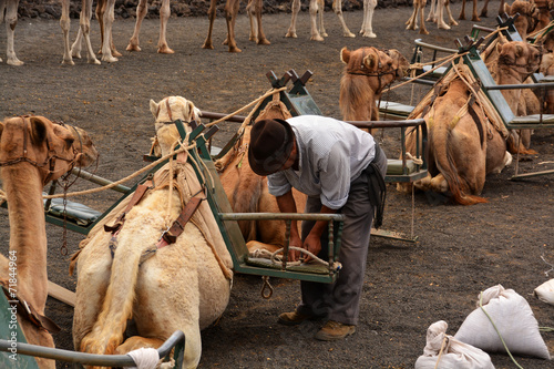 pastor junto a camellos en el desierto photo
