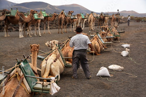 pastor de camellos en el desierto photo