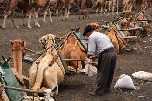 pastor junto a camellos en el desierto photo