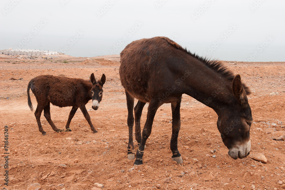 Fototapeta premium Brown donkey