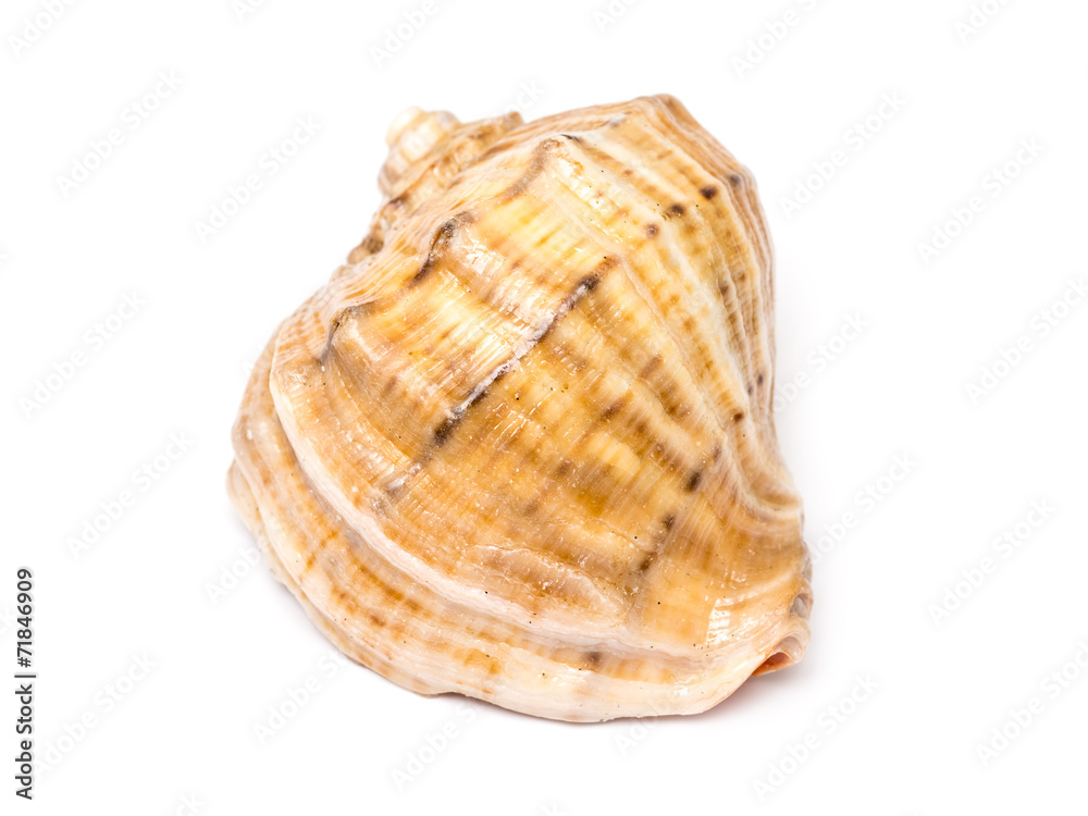 Sea Shell Isolated On White Sea Shell Isolated On White