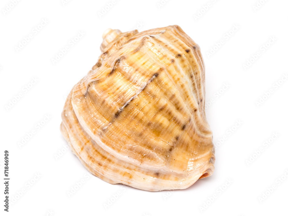 Sea Shell Isolated On White