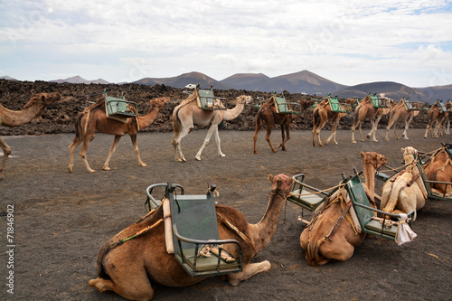 camellos en el desierto photo