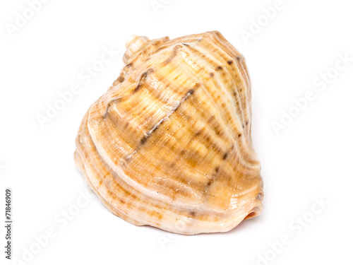 Sea Shell Isolated On White