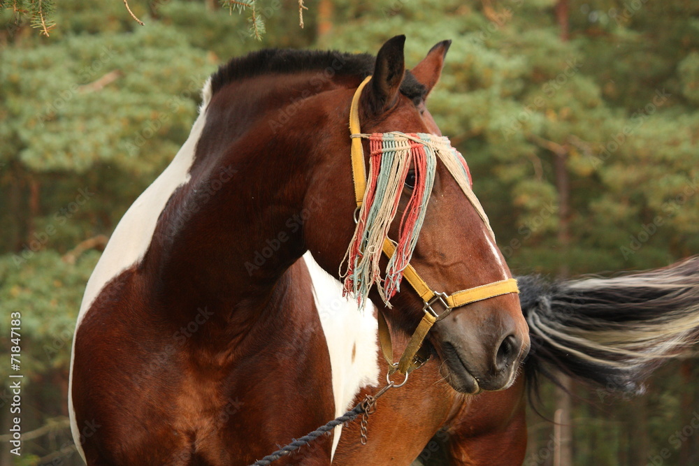 Fototapeta premium Latvian draught horse portrait in summer
