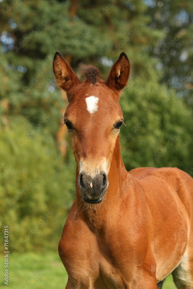 Cute brown foal portrait in summer Cute brown foal portrait in summer