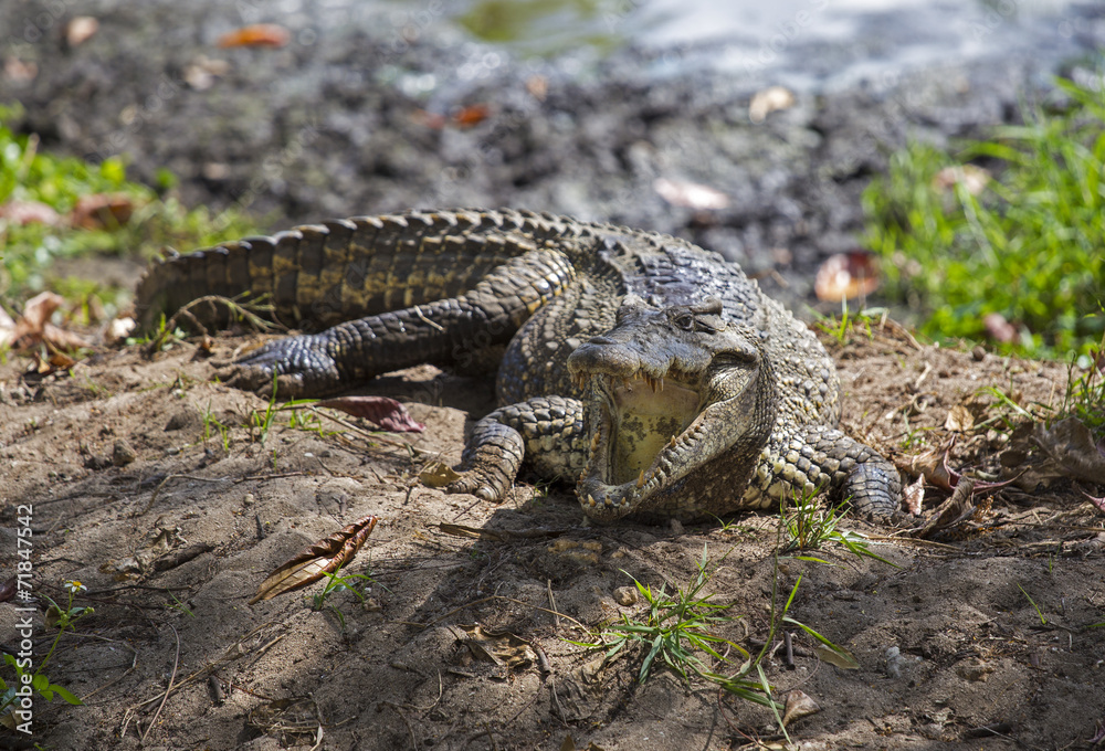 Crocodile in Guama Crocodile in Guama