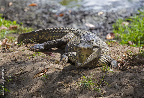 Crocodile in Guama photo