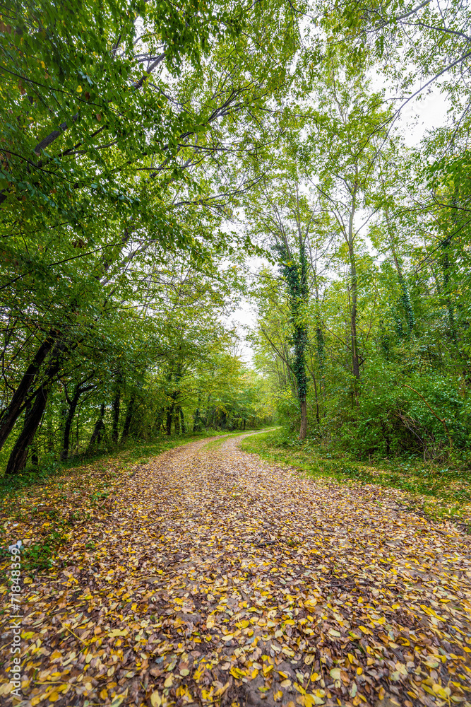 Fototapeta premium Pathway through the autumn forest