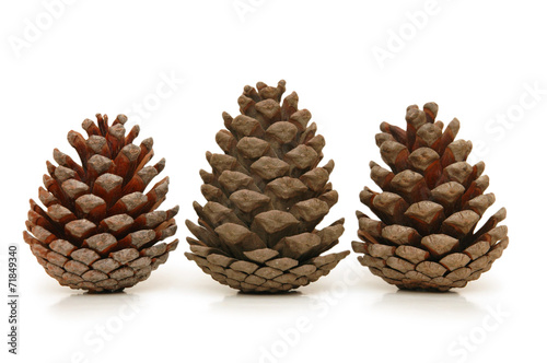 Christmas tree pine cones isolated on white