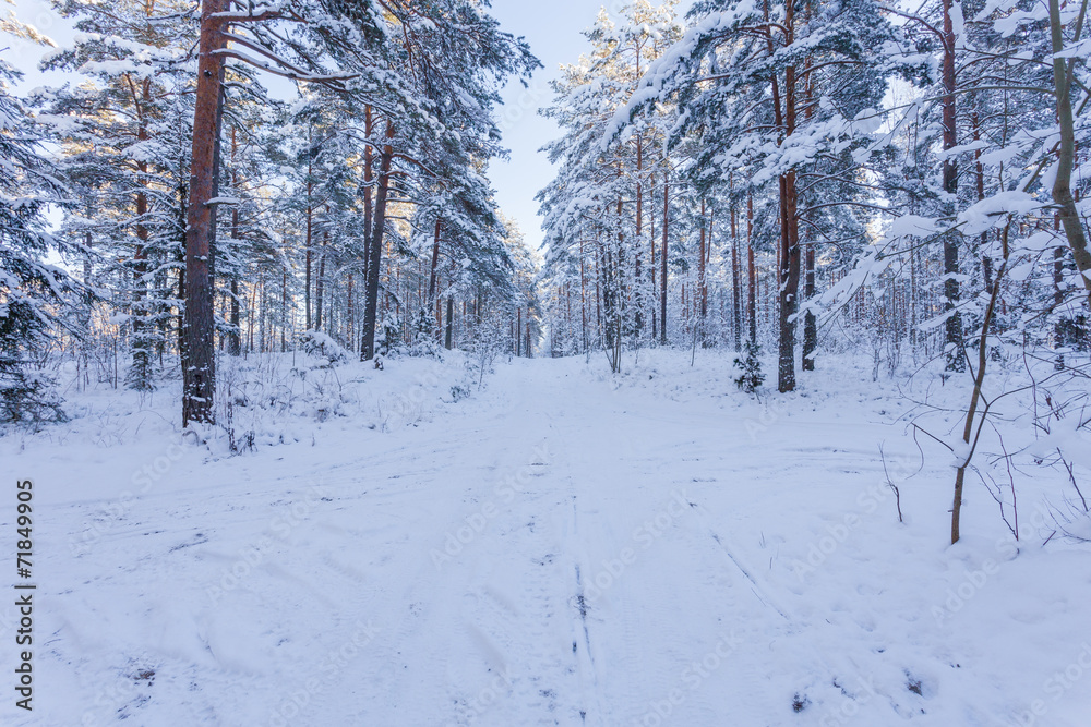 Winter forest with road covered with snow