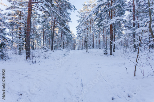 Winter forest with road covered with snow © romantsubin