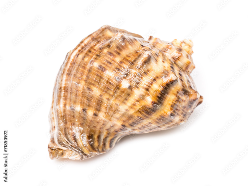 Marine Sea Shell Isolated On White Background