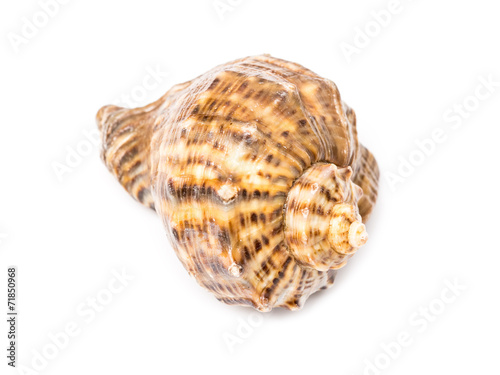 Marine Sea Shell Isolated On White Background