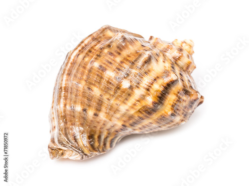 Marine Sea Shell Isolated On White Background
