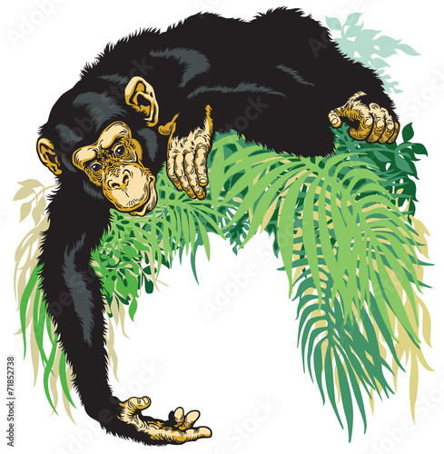 chimpanzee