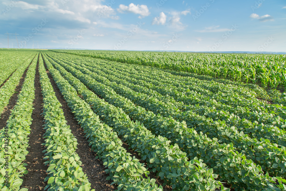 Soybean field ripening, agricultural landscape