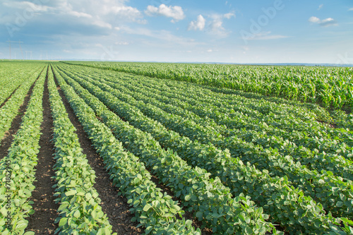 Soybean field ripening  agricultural landscape