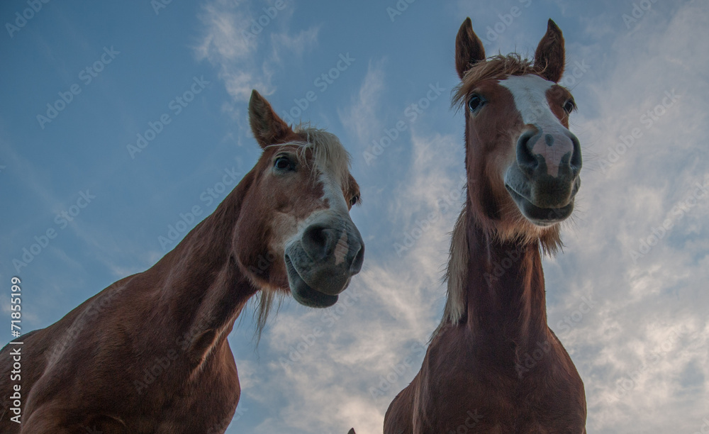 Fototapeta premium cavalli