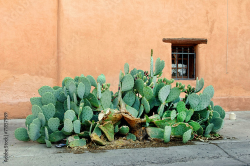 New Mexico Cactus.