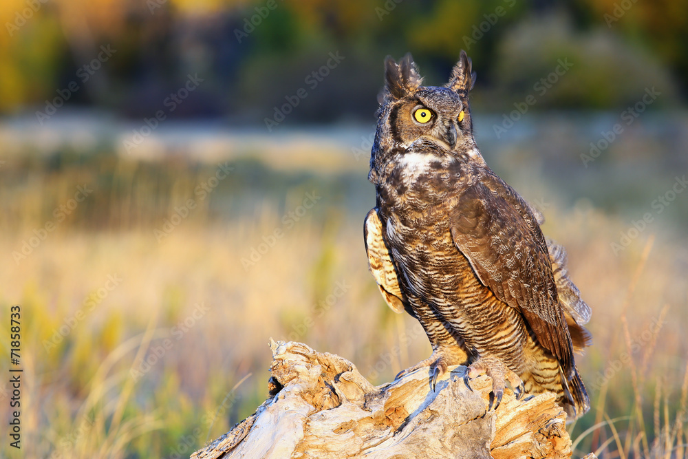 Fototapeta premium Great horned owl sitting on a stump