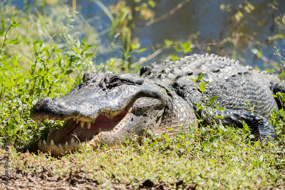 Fototapeta premium Brazos Bend State Park
