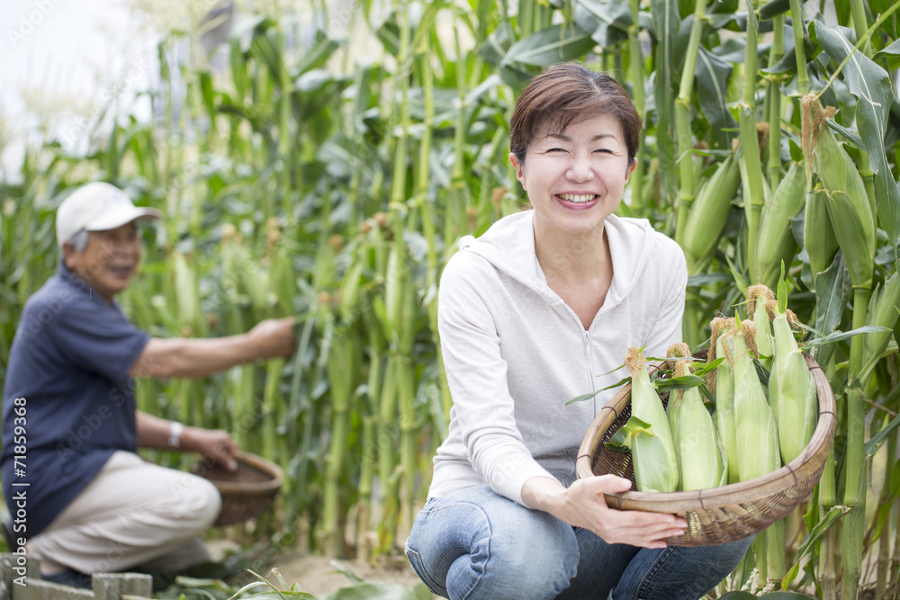 Obraz premium トウモロコシの収穫