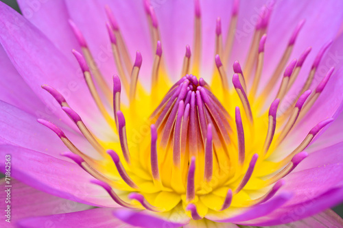 purle yellow water lily for abstact background